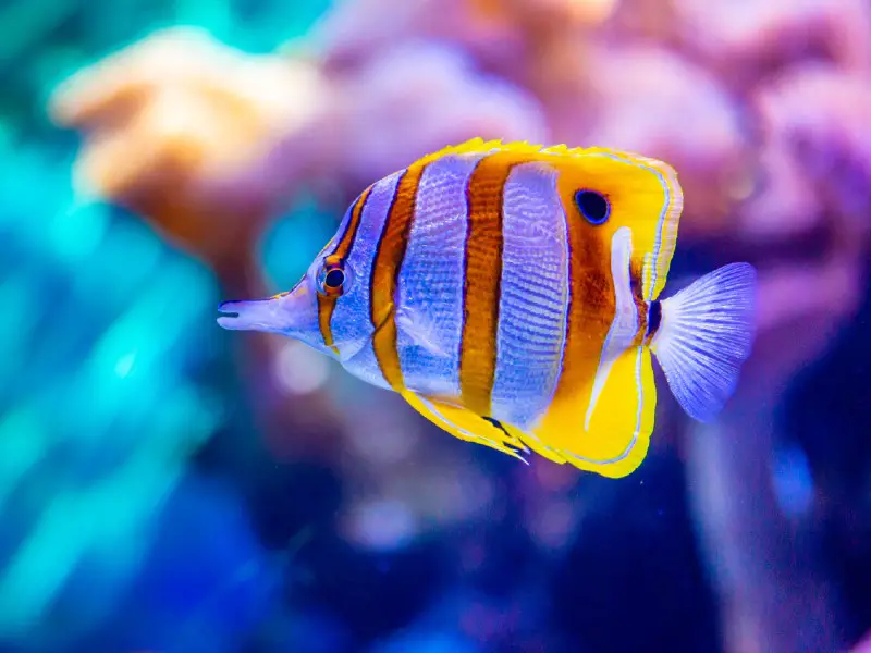 Copperband butterflyfish swimming near colorful coral in a saltwater tank