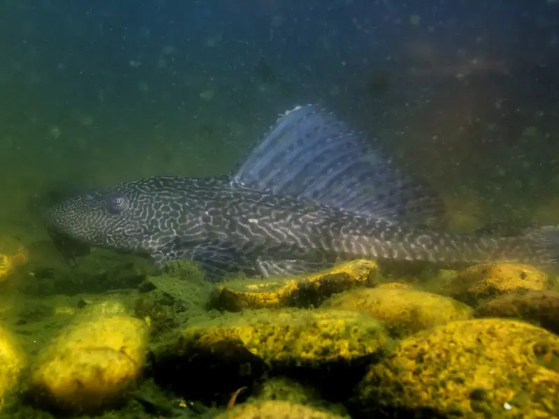 rubber lip pleco