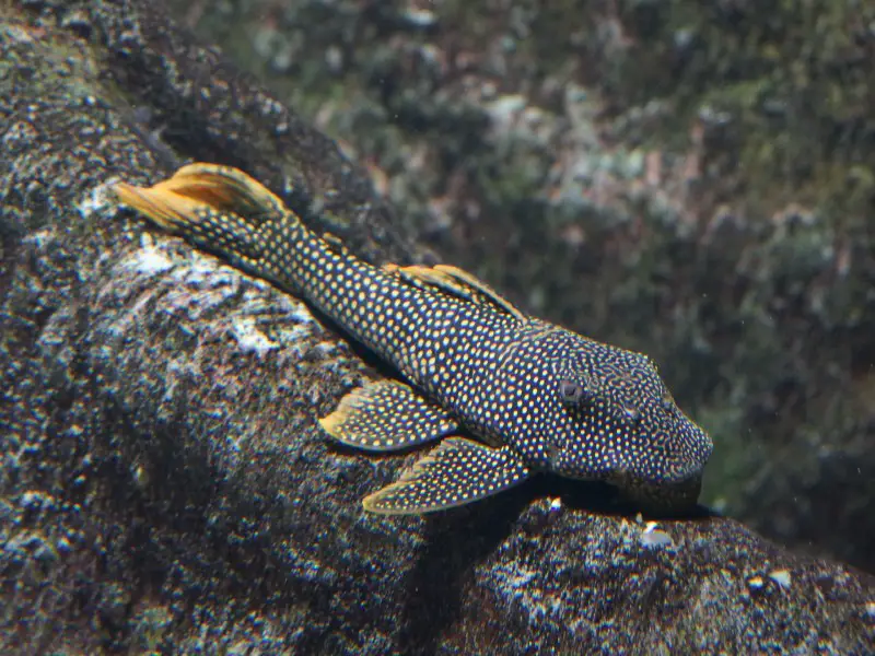 rubber lip pleco