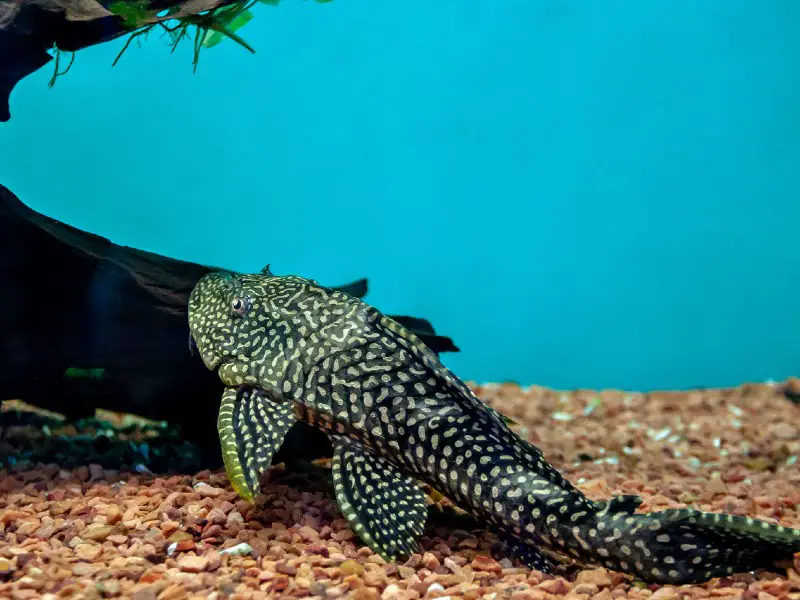 rubber lip pleco