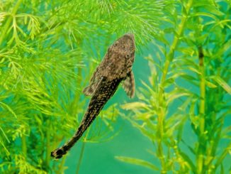 rubber lip pleco