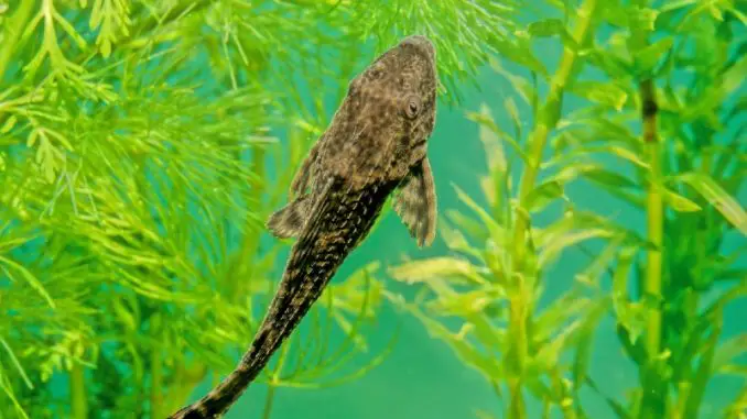 rubber lip pleco