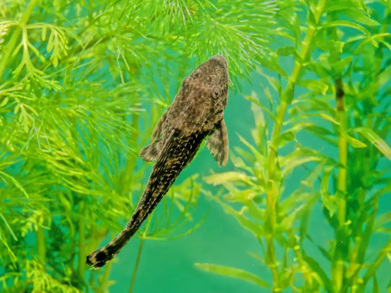 rubber lip pleco