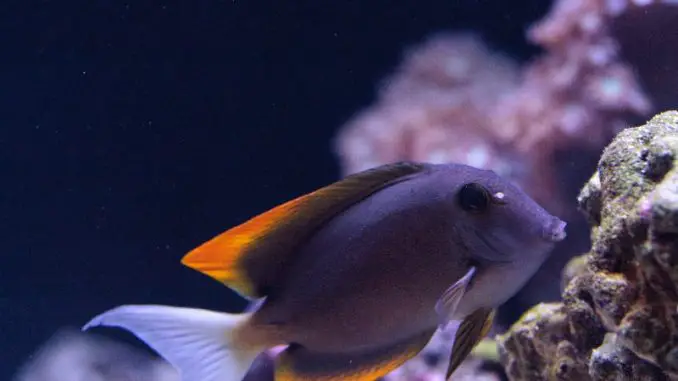 tomini tang tomini tang
