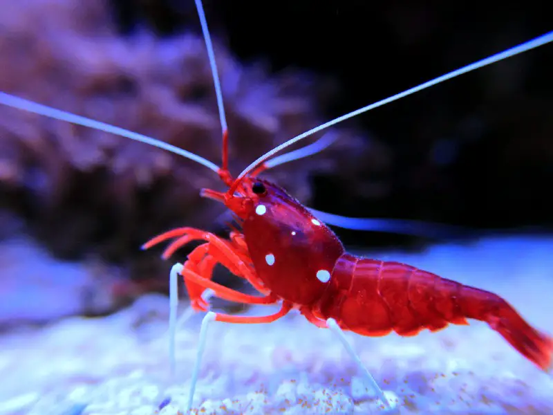 fire shrimp