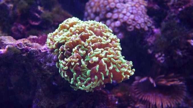 hammer coral