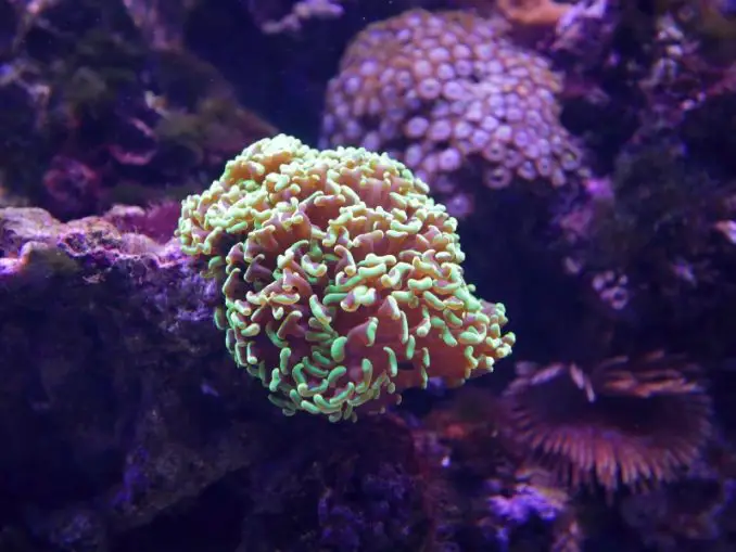The Complete Hammer Coral Care Guide