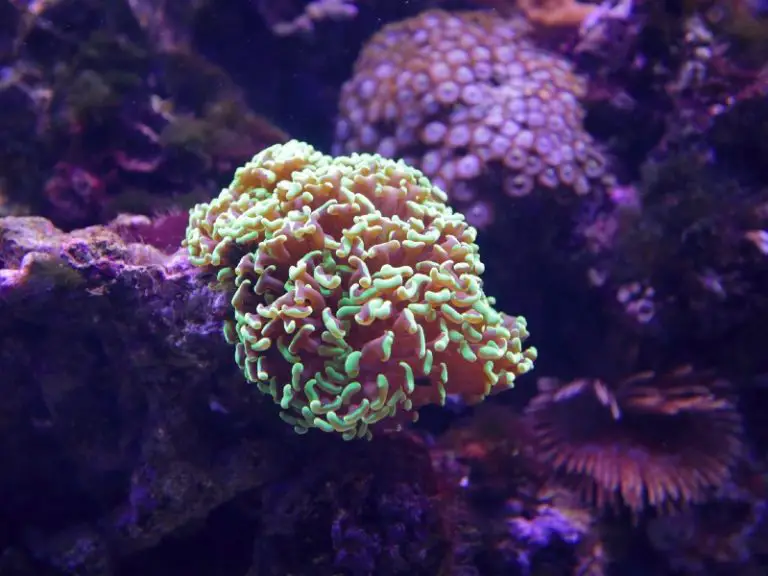 The Complete Hammer Coral Care Guide