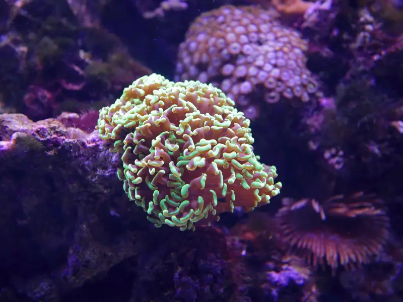 hammer coral