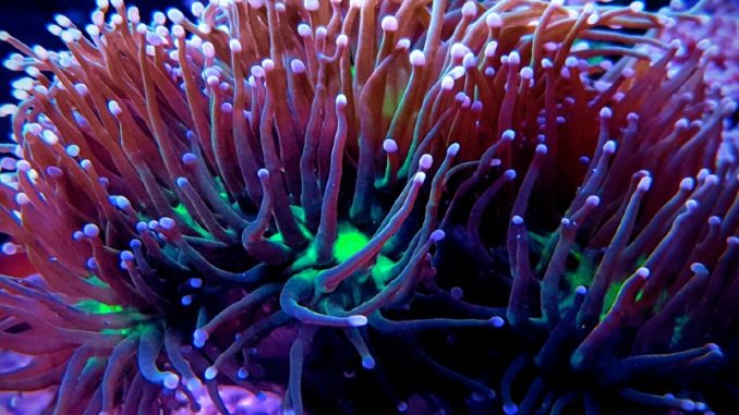 torch coral