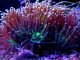 torch coral