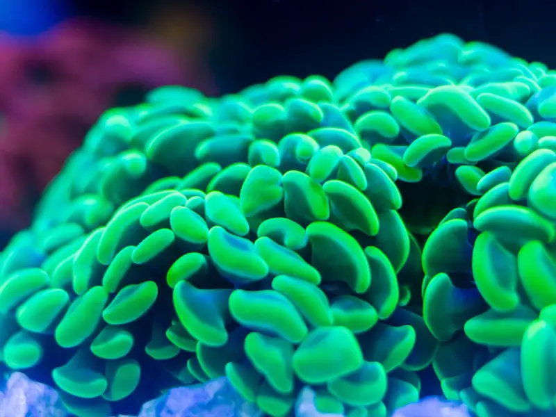 hammer coral