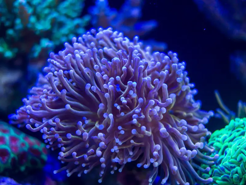 torch coral