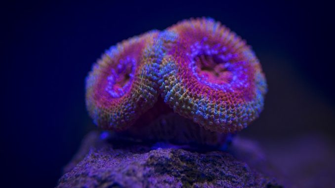 Acan Coral