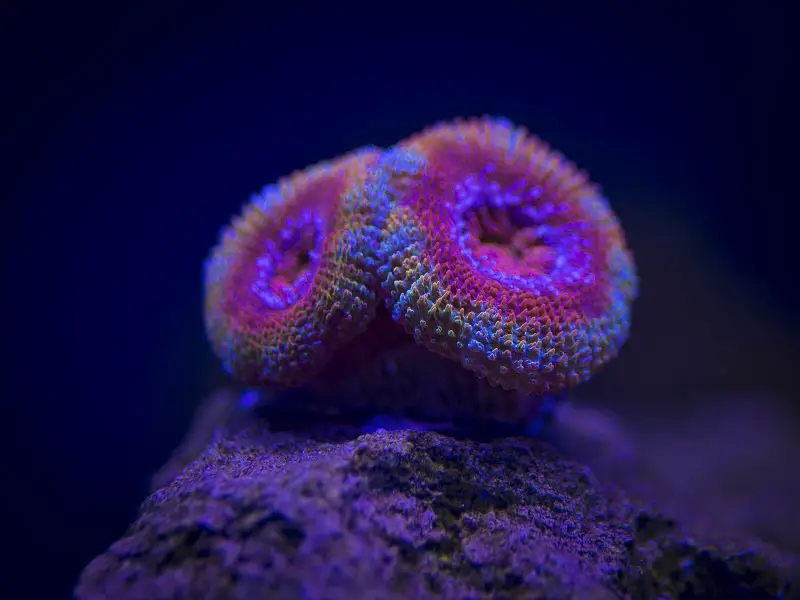 Acan Coral