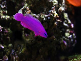 orchid dottyback