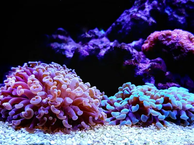 hammer coral