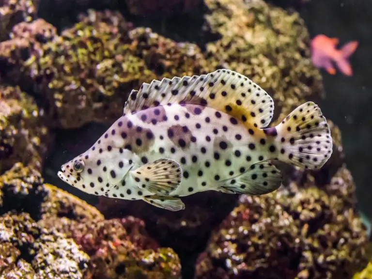 The Ultimate Panther Grouper Care Guide Fishkeeping World