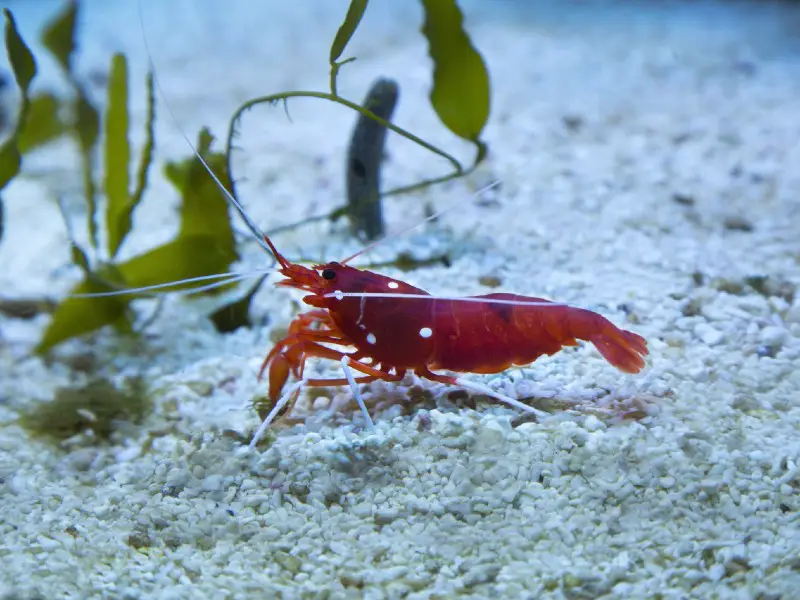 fire shrimp