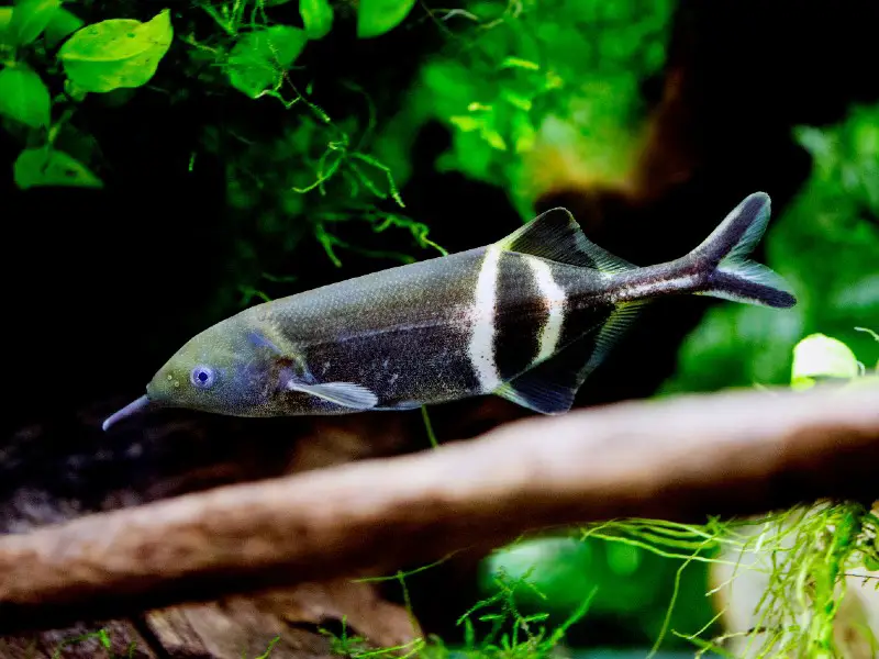 Small elephant nose fish swimming among aquarium plants and submerged logs