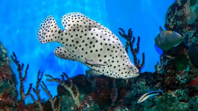 The Ultimate Panther Grouper Care Guide panther grouper