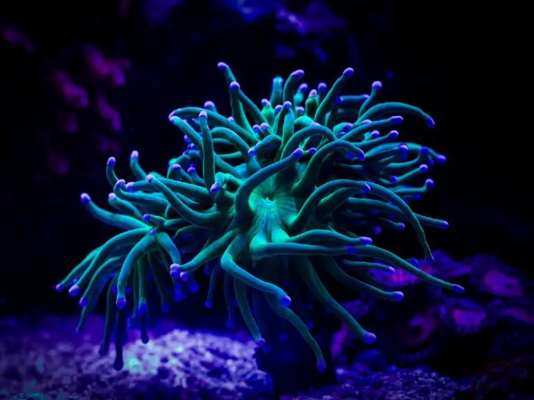 The Complete Torch Coral Care Guide