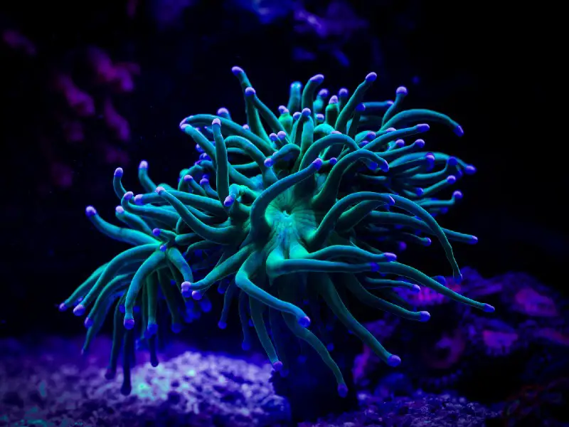 torch coral