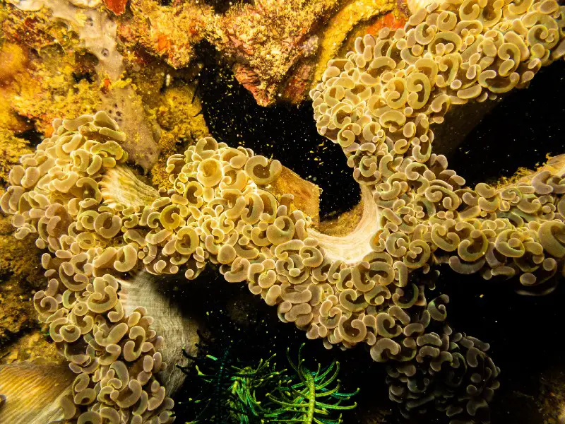 hammer coral