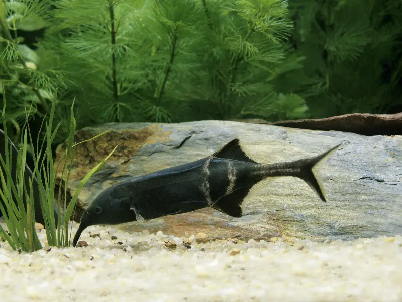 Elephant nose fish swimming near the bottom among Java fern and anacharis