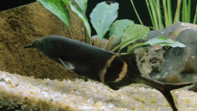 elephant nose fish