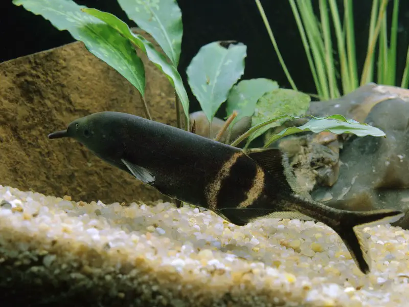 Elephant nose fish swimming near the rocky substrate of a planted aquarium