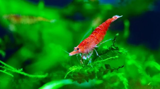 fire shrimp fire shrimp