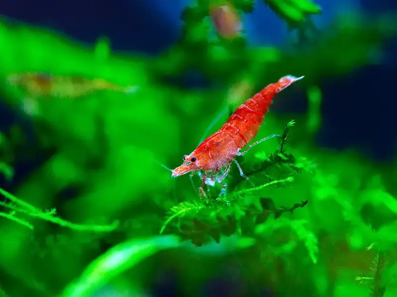 fire shrimp