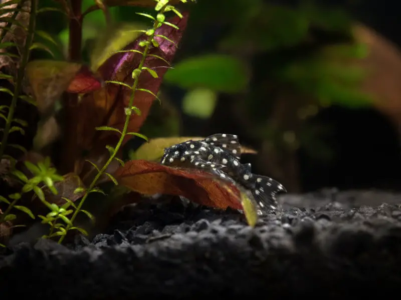 blue phantom pleco