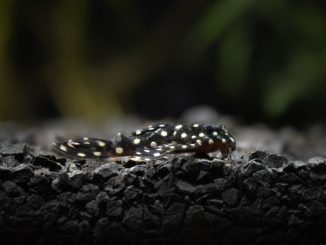 blue phantom pleco