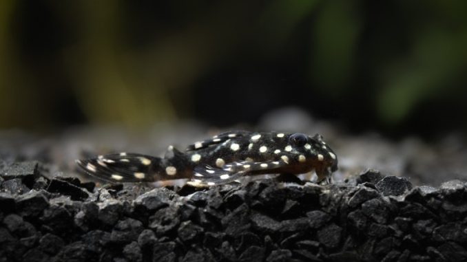 blue phantom pleco