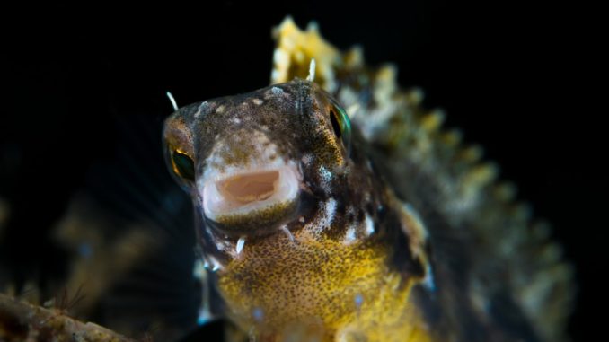 dragon goby