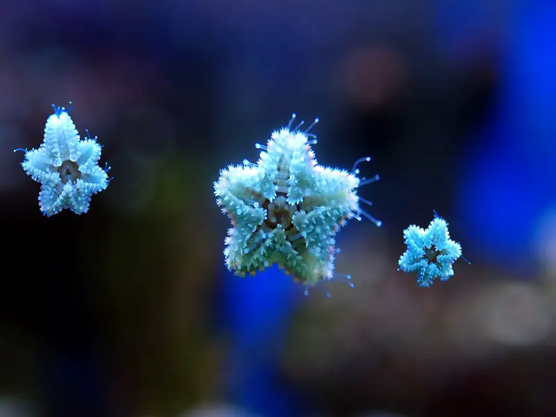 asterina starfish