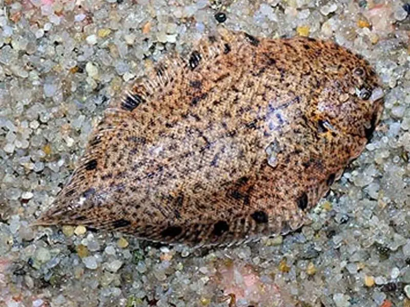 Freshwater clearance flounder care