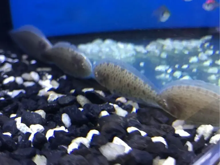 The Complete Freshwater Flounder Care Guide Fishkeeping World