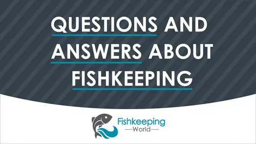 Frequently Asked Questions and Answers about Fishkeeping