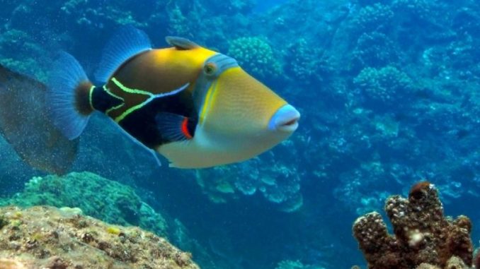 picasso triggerfish