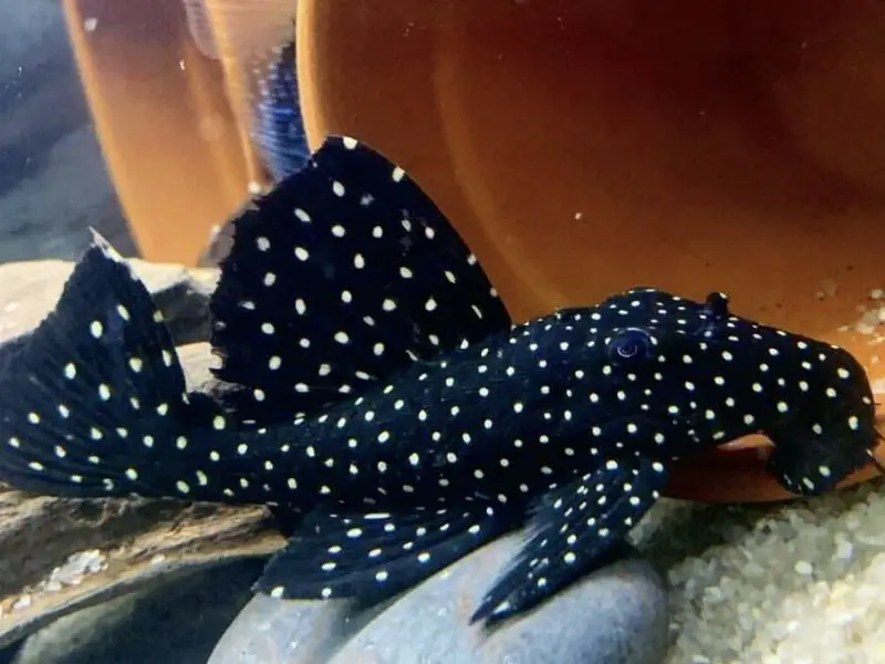 vampire pleco