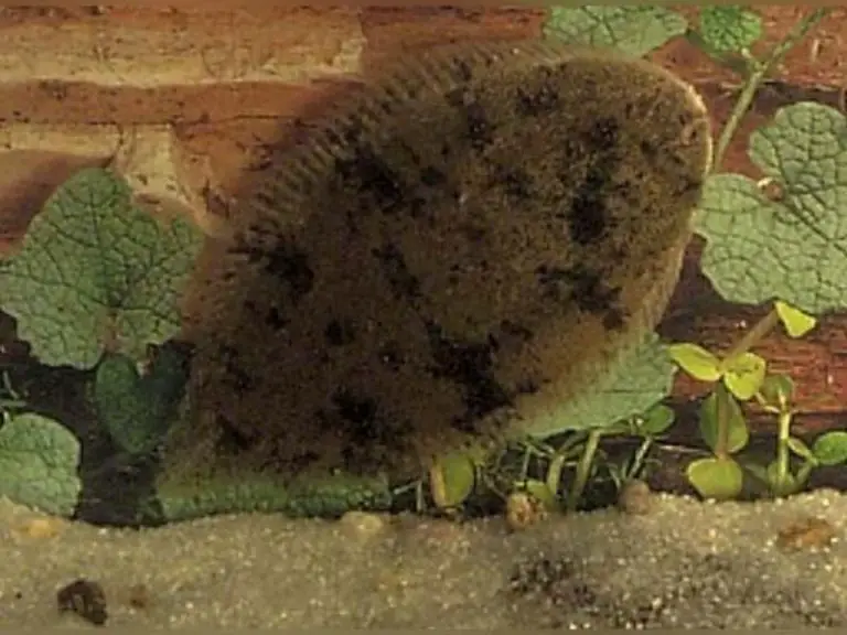 The Complete Freshwater Flounder Care Guide Fishkeeping World