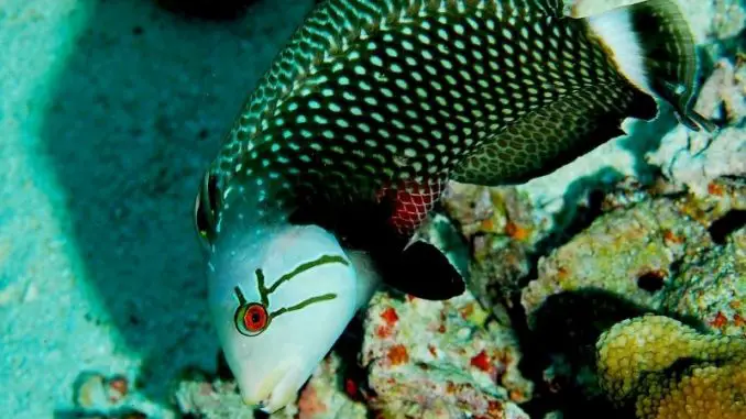 dragon wrasse