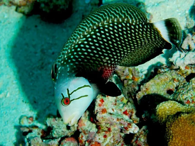 dragon wrasse