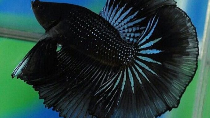 black orchid betta