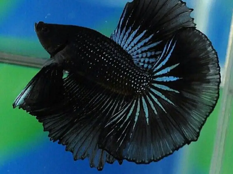 black orchid betta swimming up close