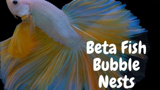 betta bubble nest