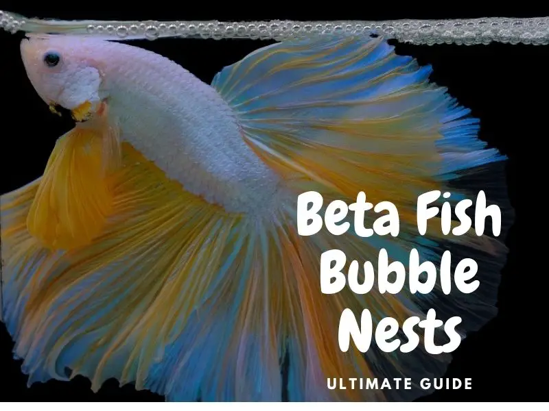 betta bubble nest